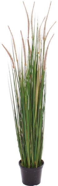 ONION GRASS - krémová Výška: 152 cm