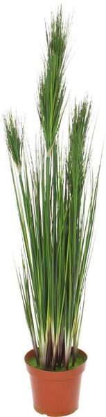 ONION GRASS - zelená Výška: 152 cm