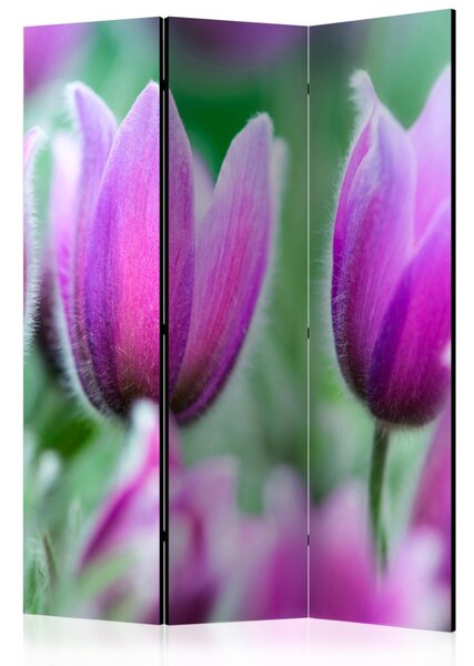Paraván - Fialové jarní tulipány 135x172