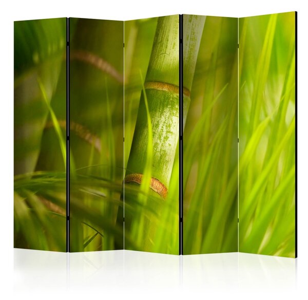 Paraván - Bambus - příroda Zen 225x172