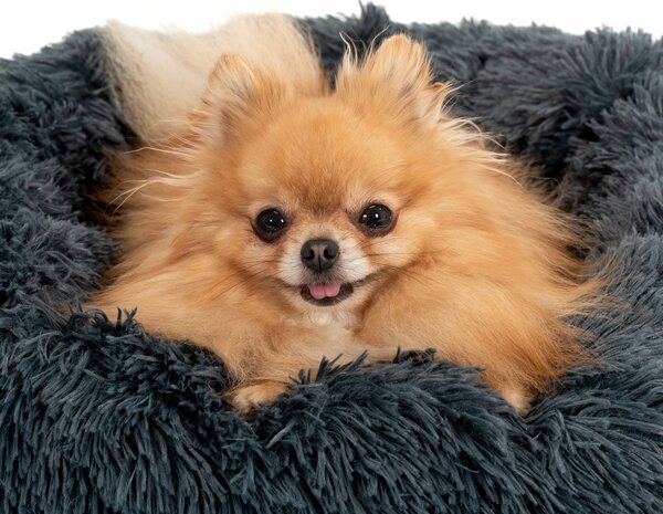 PuppyJoy Kulatý pelíšek pro psy a kočky Plush vel. L 100 cm tmavě šedý