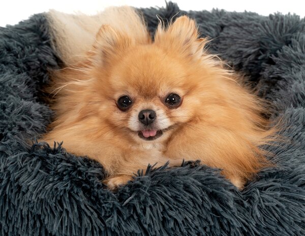 PuppyJoy Kulatý pelíšek pro psy a kočky Plush vel. XL 120 cm tmavě šedý