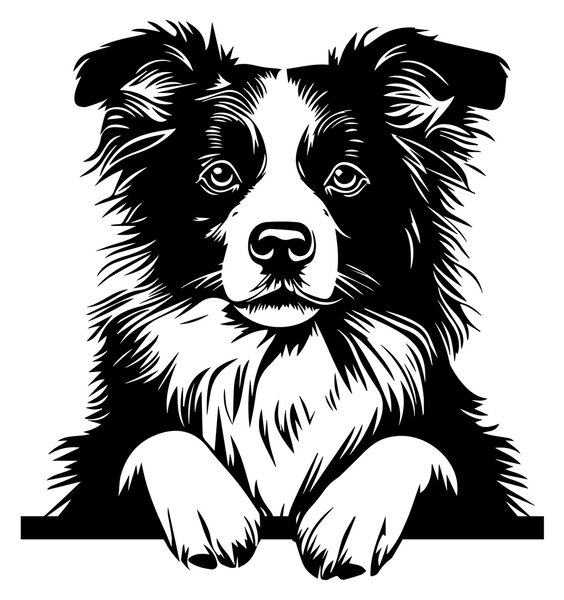 Border Collie #1 samolepka na zeď, různé rozměry - Černá, 20x22 cm