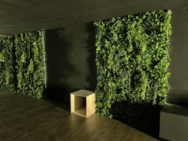 Zelená stěna Šeflera 100 x 100 cm s UV ochranou – venkovní dekorace