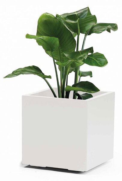Květináč Nature bílý 40x40 cm – minimalistický design - Bílá - 31 - 50 cm
