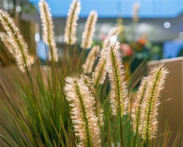 Umělá tráva Pennisetum 85 cm – v květináči - 71 - 90 cm