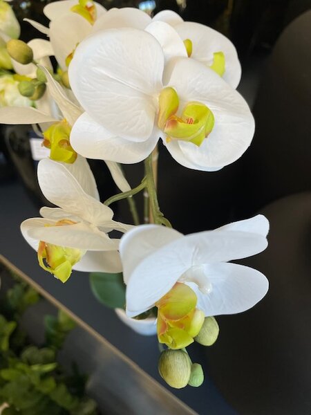 Bílá orchidej, výška 65 cm v bílé váze - Bílá - 51 - 70 cm