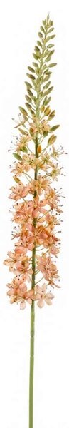 Umělý stepský liliovník Eremurus, meruňková barva, výška 105 cm - Oranžová - 91 - 120 cm