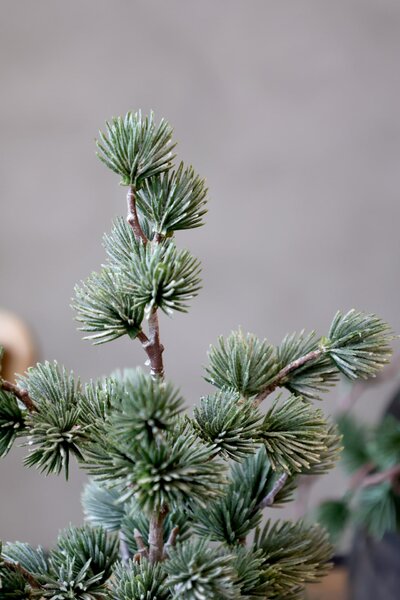 Umělý stromeček Cedar Snow 30 cm