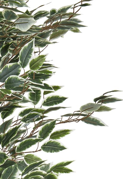 Umělá rostlina FICUS 167 cm Zelená