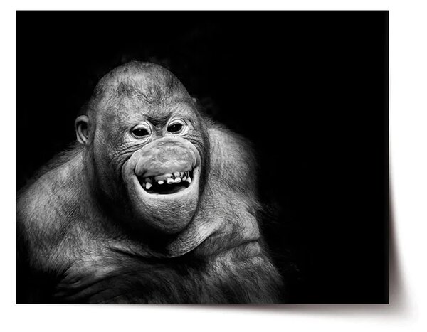 Sablio Plakát Orangutan - 60x40 cm