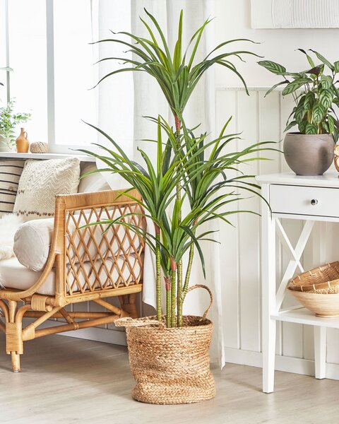 Umělá rostlina DRACAENA ANITA 147 cm Zelená