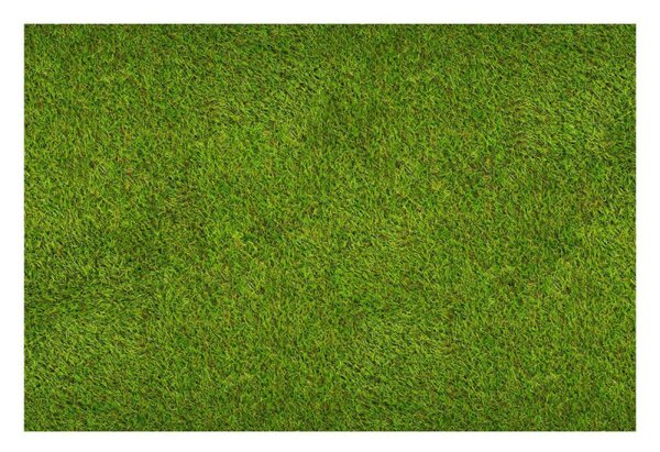 Umělý trávník 20 mm, 1x5 m SPRINGOS GA0260