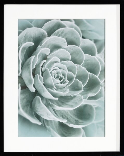 Obraz Succulents I 40x50xcm
