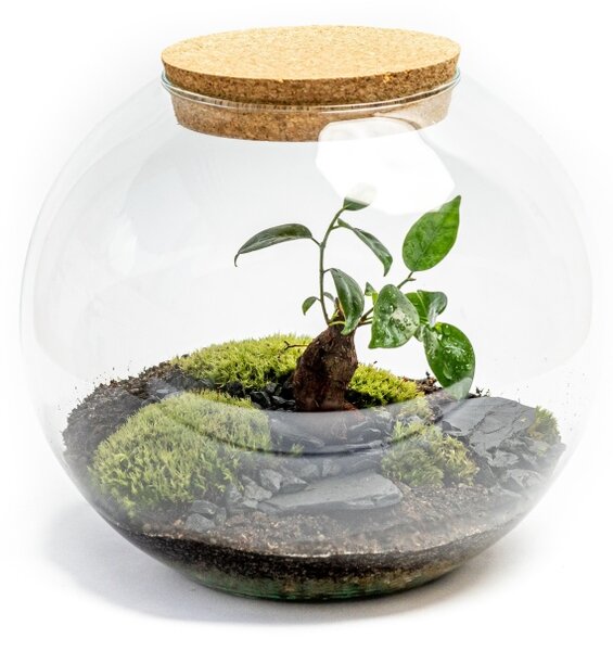 Skleněná váza boule s korkovým špuntem, průměr 28 cm - osázené Ficus Microcarpa Ginseng