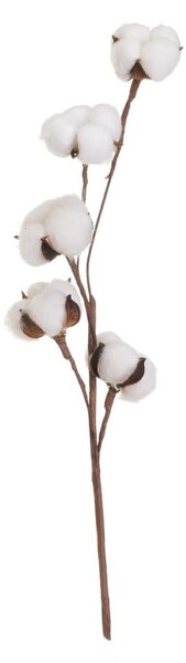 Sušená rostlina (výška 55 cm) Cotton – Casa Selección