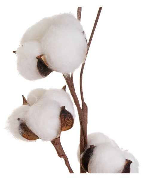 Sušená rostlina (výška 55 cm) Cotton – Casa Selección