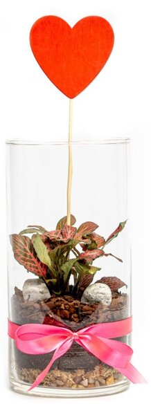 Skleněná váza TILIA, 10x20 cm - osázené Fittonia red