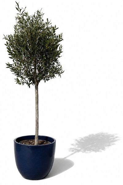 Olivovník (štíhlý kmen) v květináči LANCELOT 47×41cm — Půlnoční modrá