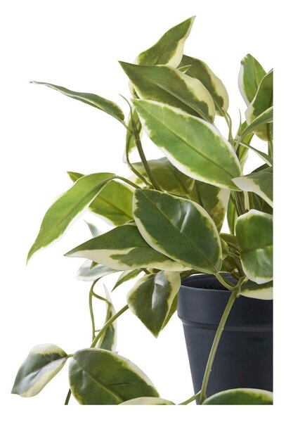 Umělá rostlina (výška 33 cm) Hoya Carnosa – House Nordic