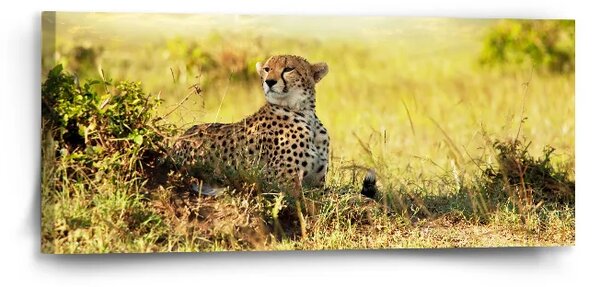 Sablio Obraz Gepard - 110x50 cm