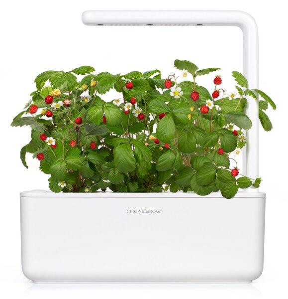 Kapsle Smart Garden se semínky a substrátem - Lesní jahody, 3 ks