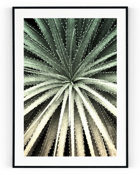 Plakát / Obraz Cactus S okrajem Pololesklý saténový papír A4 - 21 x 29,7 cm