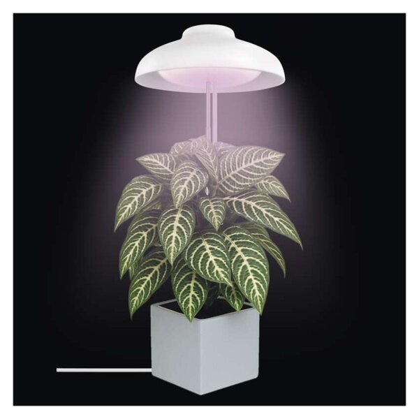 EMOS LED GROW pěstební lampa 5W, časovač, bílá