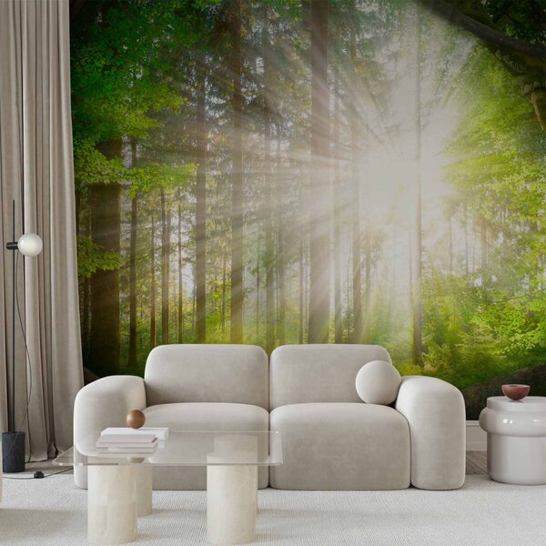 Fototapeta Lesní krajina - pohled na krajinu lesa s stromy a zářícím sluncem