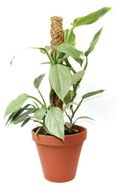 Philodendron Silver Queen s kokosovou vzpěrou, průměr 17 cm Filodendron