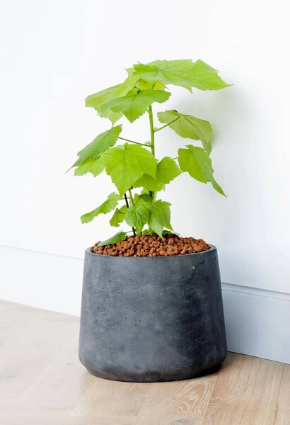 Květináč TROPICO, sklolaminát, výška 29 cm, antracit
