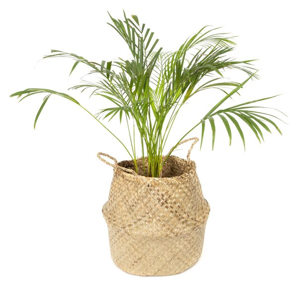 Pletený úložný košík Compactor Belly L,mořská tráva přírodní, 45 x 36 cm