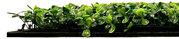Jangal Modular Wall Design Flora Dark Green Design Buxus 11113, 520 x 520mm, 0,2704m²
