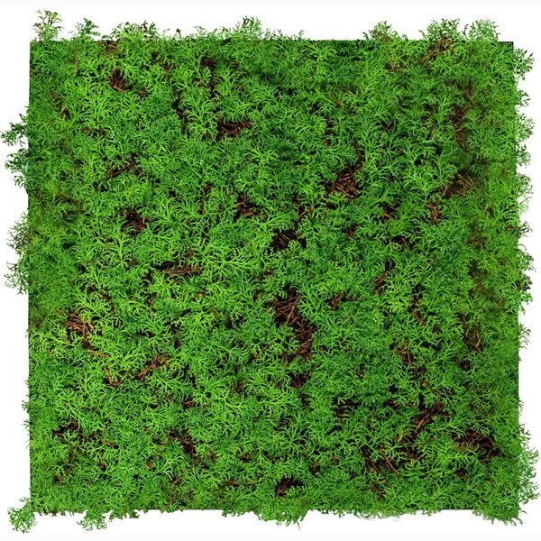 Jangal Modular Wall Nature Design Flora THUJA TEA TREE 11105, 520 x 520mm, 0,2704m²