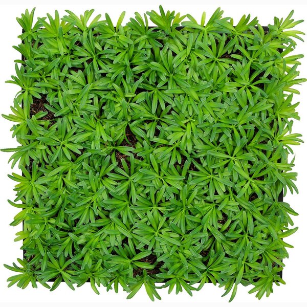 Jangal Modular Wall Nature Design Flora PODOCARPUS TEA TREE 11104, 520 x 520mm, 0,2704m²