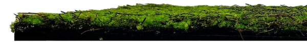 Jangal Modular Wall Nature Design Flora FOREST GREEN ANCIENT TREE 11107, 520 x 520mm, 0,2704m²