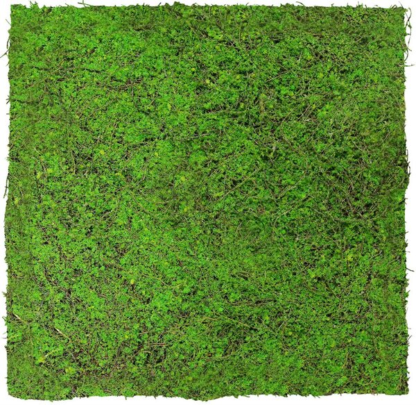 Jangal Modular Wall Nature Design Flora FOREST GREEN ANCIENT TREE 11107, 520 x 520mm, 0,2704m²