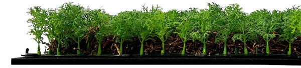 Jangal Modular Wall Nature Design Flora THUJA TEA TREE 11105, 520 x 520mm, 0,2704m²