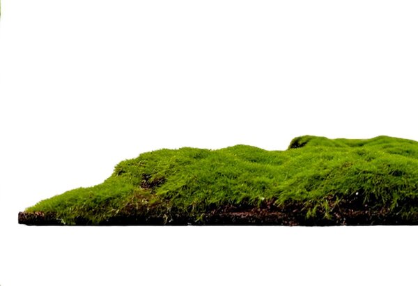 Jangal Modular Wall Design Moss FOREST GREEN BULK 11111, 520 x 520mm, 0,2704m²