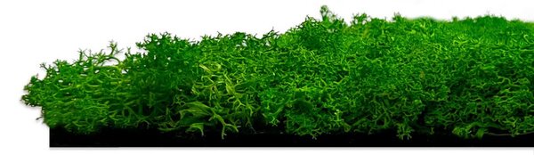 Jangal Modular Wall Nature Moss RICH GREEN 11101, 520 x 520mm, 0,2704m²