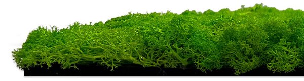 Jangal Modular Wall Nature Moss BRIGHT GREEN 11102, 520 x 520mm, 0,2704m²
