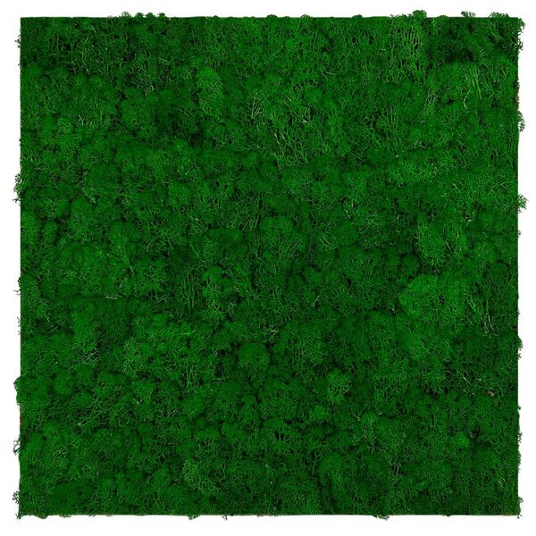 Jangal Modular Wall Nature Moss NATURE GREEN 11100, 520 x 520mm, 0,2704m²