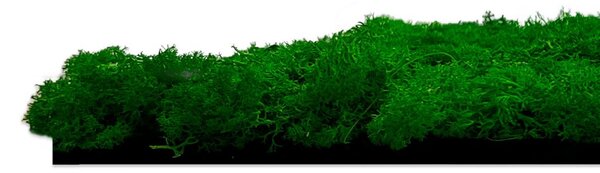Jangal Modular Wall Nature Moss NATURE GREEN 11100, 520 x 520mm, 0,2704m²