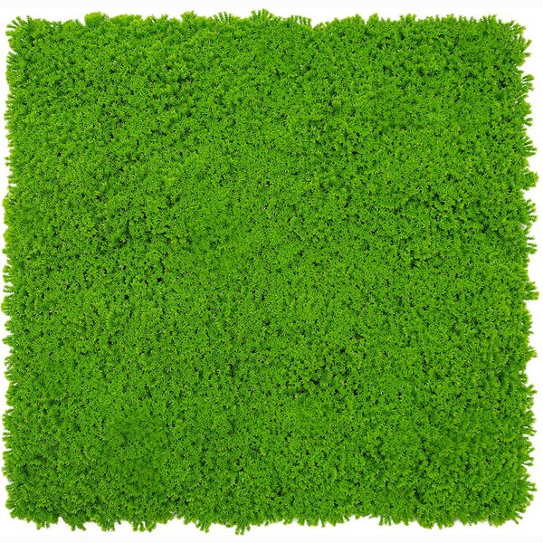 Jangal Modular Wall Design Moss LIME GREEN 11121, 520 x 520mm, 0,2704m²