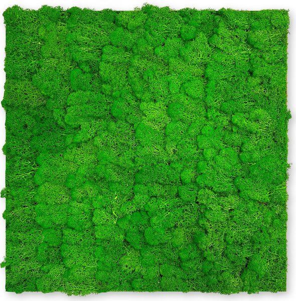 Jangal Modular Wall Nature Moss RICH GREEN 11101, 520 x 520mm, 0,2704m²