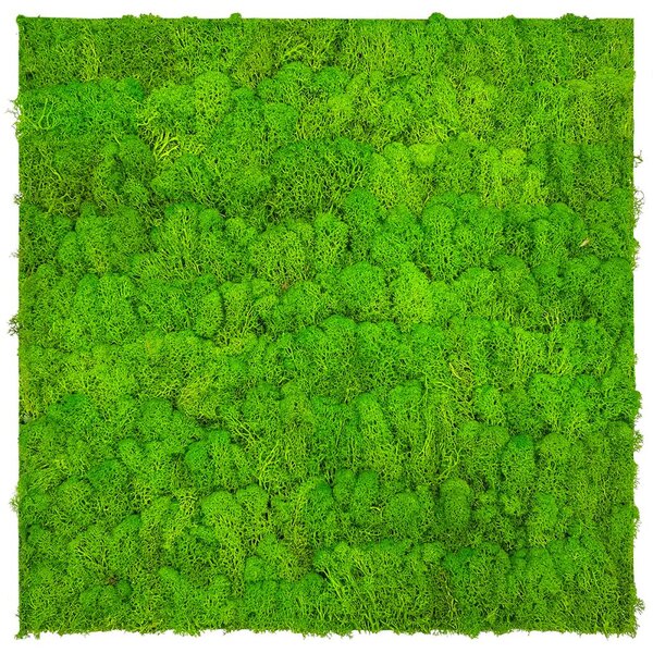 Jangal Modular Wall Nature Moss BRIGHT GREEN 11102, 520 x 520mm, 0,2704m²