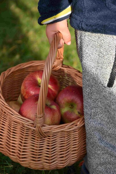 Vingo Proutěný košík bolero Rozměry (cm): průměr 16, v. 24