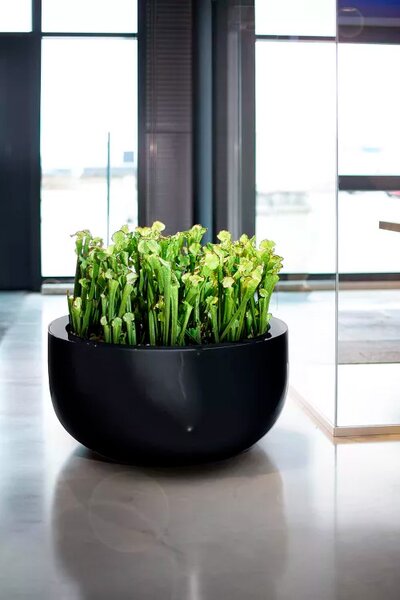 Premium Podlahový květináč XL, Ø 100 cm, výška 50 cm, křemenně šedý, bílý, černý, antracitově šedý Barva květináče: Černá, Rozměry: Průměr 100 cm,…