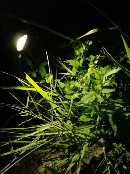 Venkovní solární LED osvětlení Immax GARDEN se světelným a pohybovým čidlem 1W