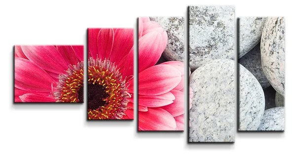 Sablio Obraz - 5-dílný Gerbera na kamenech - 100x60 cm